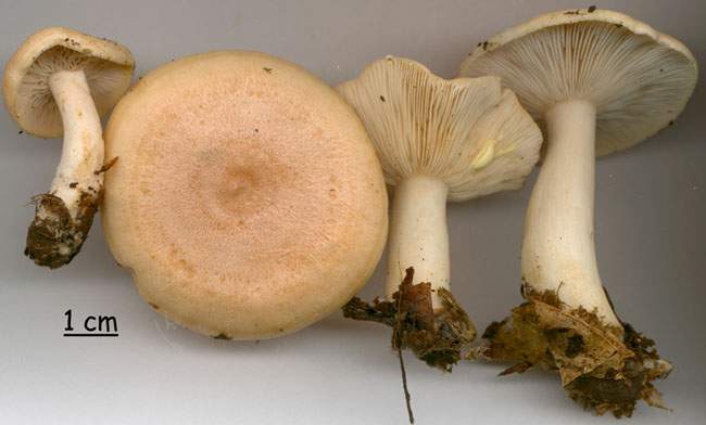 Lactarius chrysorrheus